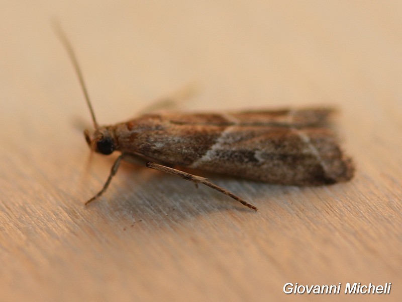 Piccola Falena da ID, forse Tortricidae? Cfr. Nyctegretis lineana, Pyralidae